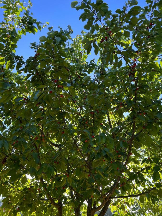 Borgo Al Canto Degli Alberi ルッカ エクステリア 写真
